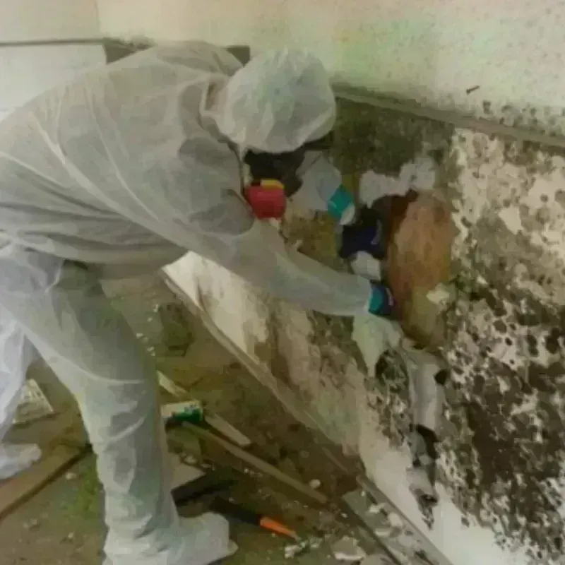 Mold Remediation and Removal in Glasford, IL